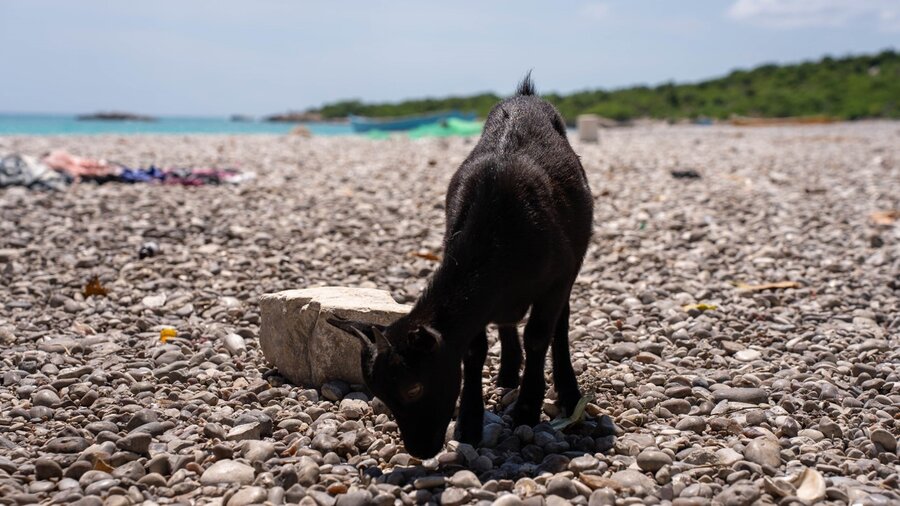 Nona pudo comprar dos cabras, aumentando su capacidad para prosperar en una economía local desafiante con acceso limitado a mercados y otros recursos. ©WFP/Pedro Rodrigues