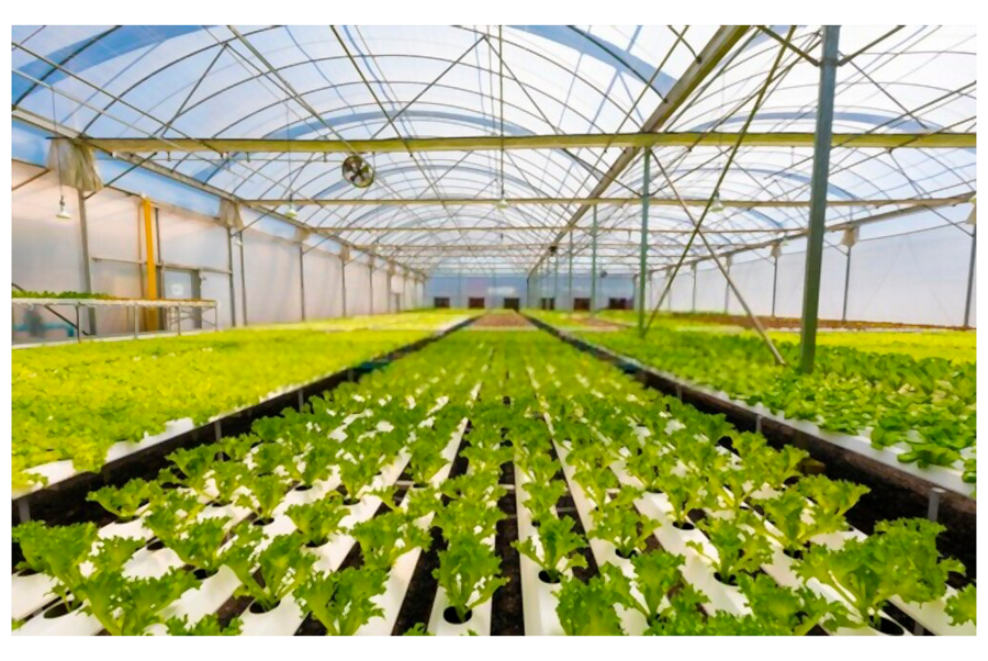 Plantaciones con la metodología de acuaponía que utiliza un ciclo cerrado de recursos. Foto: WFP / Colombia
