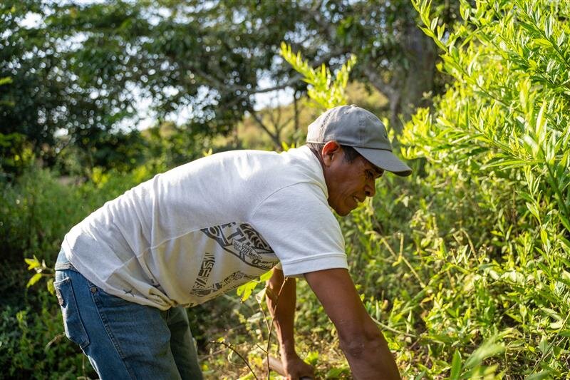 Agricultor de Guatemala, participante del programa de microseguros. Foto: WFP / Nelson Pacheco