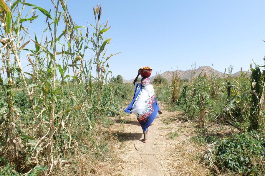 A person in a blue-white garment with red flowers walks through tall crops, carrying a basket on their head. There is clear sky and mountains in background.