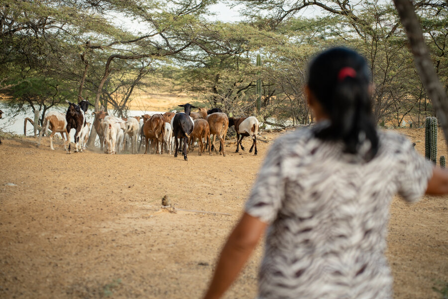 El pastoreo es la base de la economía de las familias Wayú. Foto: WFP/Gustavo Vera 