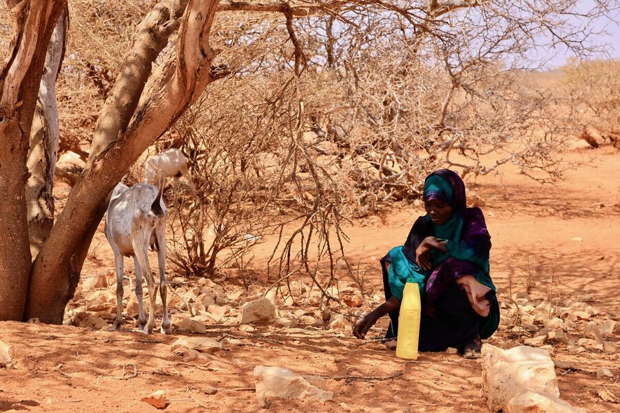 A woman sits in the sand under a dried up tree, as an emaciated goat forages for twigs nearby. Photo: WFP/CRC/Mohamed Ali
