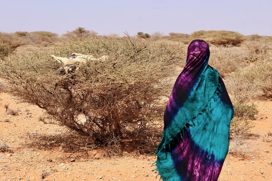 A woman walks through a sandy landscape dotted with desiccated thorn trees, one with an animal carcass. Photo: WFP/CRC/Mohamed Ali