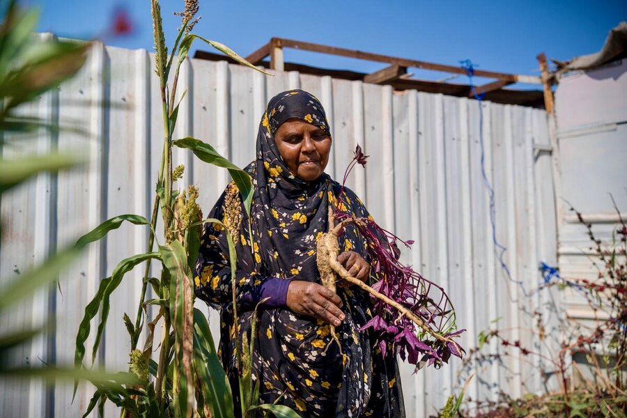 A woman farmer wearing a mauve patterned headscarf examines a tuber she is growing with WFP support. Photo: WFP/Abubakar Garelnabei