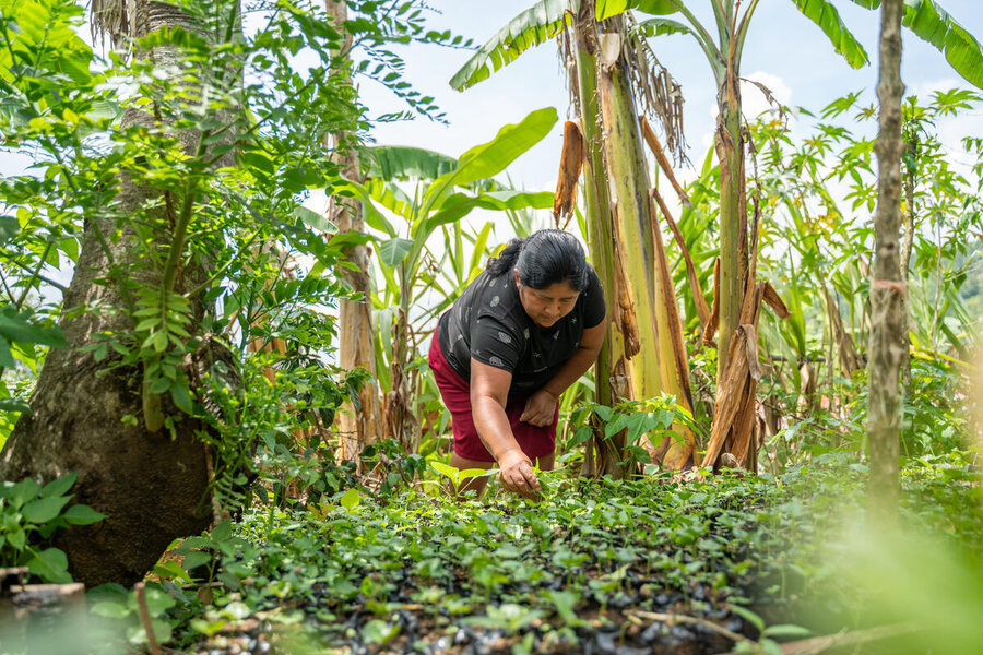 A women in a dark shirt and red skirt bands over green crops. Photo: WFP/TVN Producciones