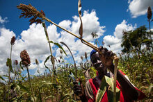 La nueva cosecha apenas ofrece respiro frente a la amenaza del hambre en Sudán del Sur