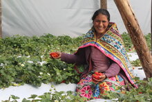 En 2024, el costo de una dieta saludable aumentó un 3,8 % en América Latina y el Caribe. Foto: WFP / Cristina Arakaki