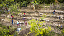 Vista aérea de un campo cultivado por la comunidad de mujeres de más de 50 años en Chiquimula, Guatemala. Foto: WFP/Giulio d'Adamo