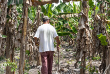 Un camina por una plantacion de plátanos en Belice. Foto: WFP/Irshad Khan
