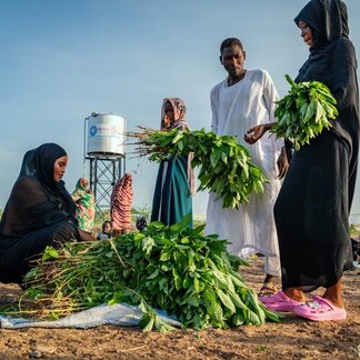 Personas clasifican plantas de hojas verdes al aire libre bajo un cielo azul despejado, con un depósito de agua sobre una estructura metálica al fondo.