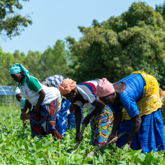 Cuatro personas están agachadas en un campo verde, utilizando herramientas manuales para cuidar hileras de cultivos de hoja. Llevan pañuelos de colores en la cabeza y ropa estampada. Al fondo se ven árboles y un cielo azul claro.