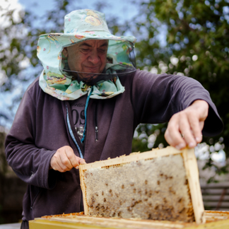 **Texto alternativo:**   Una persona que lleva un casco protector de apicultor saca de una colmena al aire libre un marco de madera lleno de panales, mientras los árboles y la vegetación se difuminan al fondo.