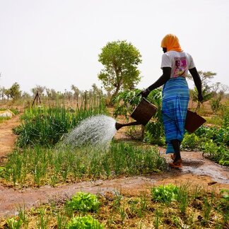 Un agricultor riega las hortalizas de un huerto comunitario que cuenta con el apoyo de programas de resiliencia, lo que ayuda a los hogares a mejorar su producción alimentaria.
