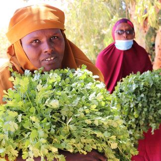 Agricultores apoyados por WFP con sus cultivos cerca de Garowe, Somalia. WFP/Petroc Wilton