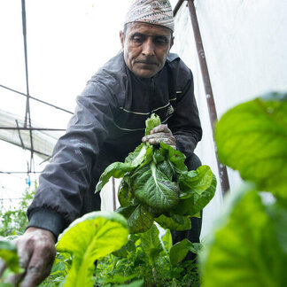 Un hombre está cuidando las plantas en el invernadero.